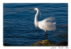 Egretta Garzetta Egretta Garzetta