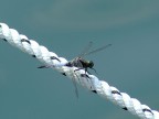 Libellula sul lago
