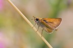 Hesperiidae