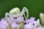 Misumena vatia