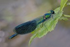 Calopteryx splendens