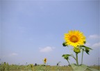 Girasole Girasole