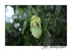 Passiflora Passiflora