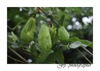 Passiflora Passiflora