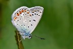 Polyommatus icarus Polyommatus icarus