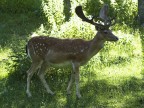 il re della foresta il re della foresta