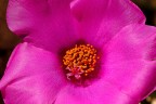 Fiore Macro Fiore Macro
