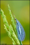 Chrysopa perla Chrysopa perla