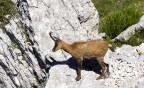 Camoscio #3 - Adolescenza