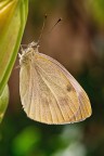 Pierris brassicae