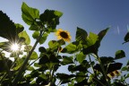 Girasole Girasole