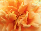 rosa macro rosa macro