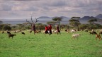 Parco del Serengeti -Tanzania Parco del Serengeti -Tanzania