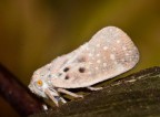 Farfallina Farfallina