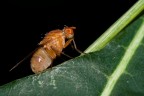 Mosca rossa Mosca rossa