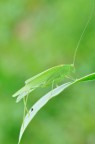 mimetic green