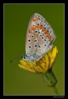 ...Lycaenidae Aricia agestis...