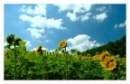Sunflower Sunflower