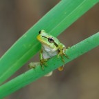 Ciao, tu sei ? Ciao, tu sei ?