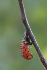 ...Pupa??