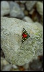 n-esimo senzanome n-esimo senzanome