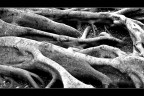 Roots Roots