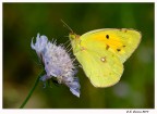 Colias crocea