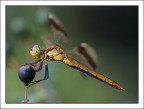 Sympetrum sanguineum