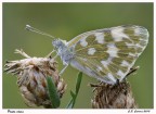 Pontia edusa Pontia edusa