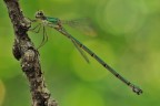 Lestidae Lestidae