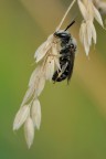 Tiphia Femorata Tiphia Femorata