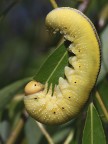 Larva di Tenthredinidae