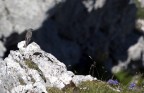 Il guardiano della gola del diavolo Il guardiano della gola del diavolo