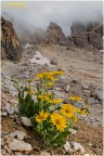 Doronicum grandiflorum Doronicum grandiflorum
