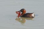 Tuffetto (Tachybaptus ruficollis) Tuffetto (Tachybaptus ruficollis)