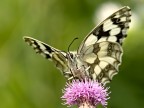Melanargia Galathea... primo piano...