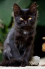 Golden Eyes Golden Eyes