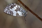 Melanargia Galathea Melanargia Galathea