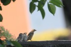 Passerotti Passerotti