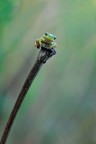hyla sul podio hyla sul podio