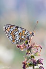 Versione ad alta risoluzione: http://img97.imageshack.us/img97/9720/mg01571200.jpg

Eos 40D + 100Macro f/2.8, f/11, 1/2 sec, iso 125, treppiede + plump

Commenti e critiche sempre ben accetti