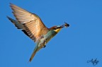 Gruccione con preda in volo Gruccione con preda in volo