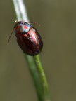 crisomela americana crisomela americana