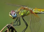 libellula libellula