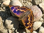 apaturia ilia apaturia ilia