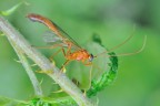 Ophion sp.