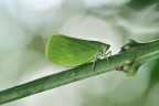 Acalonia Conica