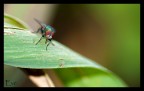 mosca mosca