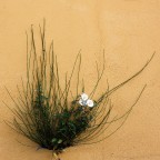 Chi la dura la vince...