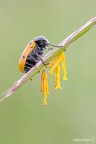 Versione HR:http://img227.imageshack.us/img227/390/mg01791200.jpg

Eos 40D + 100Macro f/2.8, @f/11, 1/6, iso 125, treppiede + plump